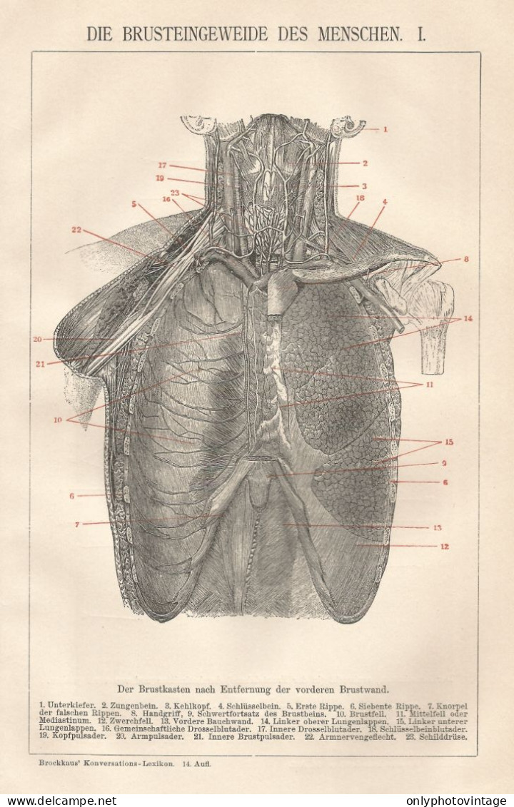 Viscere Toraciche Dell'uomo - Xilografia D'epoca - 1901 Vintage Engraving - Stiche & Gravuren