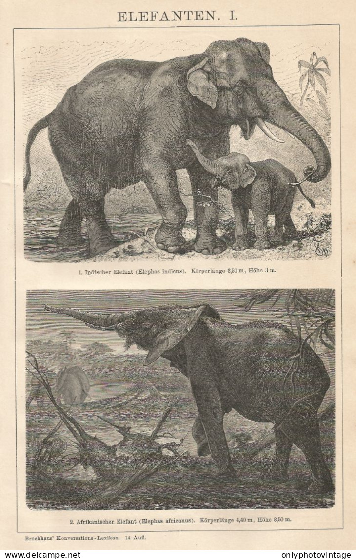 Elefanti - Xilografia D'epoca - 1901 Vintage Engraving - Prenten & Gravure