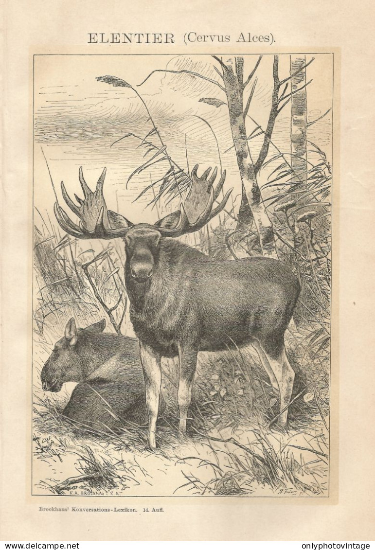 Cervus Alces - Stampa Antica Del 1901 - Antique Print - Stiche & Gravuren