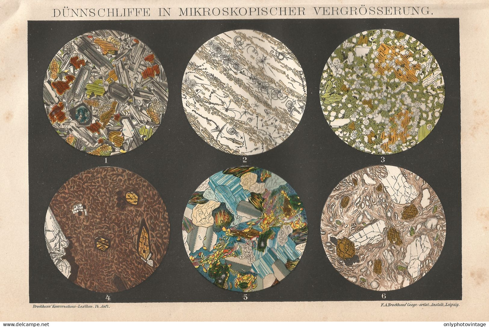 Vedute Al Microscopio - Stampa D'epoca - 1901 Vintage Print - Stiche & Gravuren