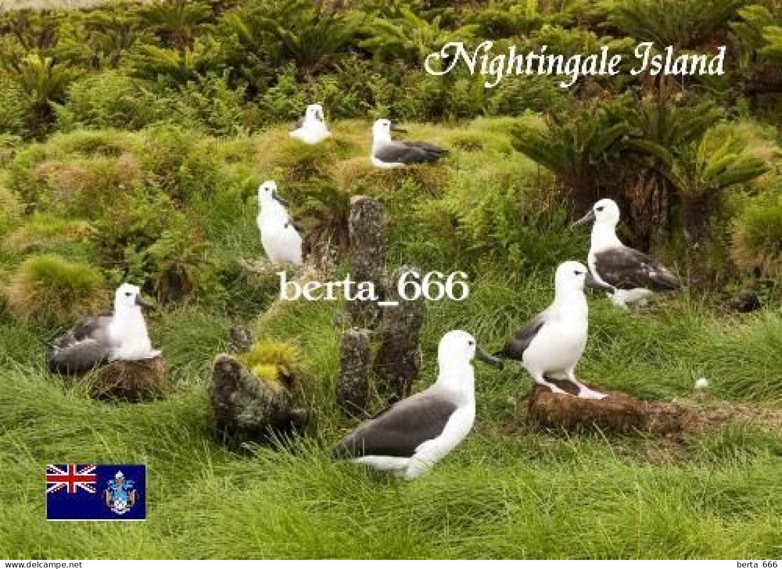 Tristan Da Cunha Nightingale Island Albatrosses New Postcard - Sainte-Hélène