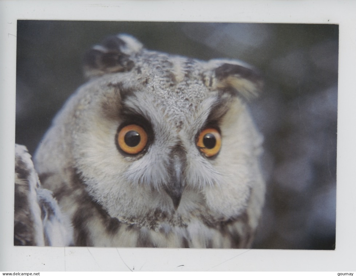 Hiboux Moyen Duc - Commun En Normandie Rarement Observée - Nuit De La Chouette 1995, Th Vincent Photographe - Vögel