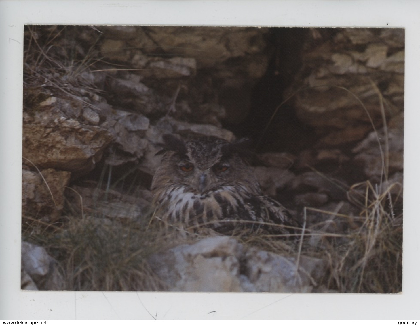 Hiboux Grand Duc (bubo Bubo) Vu Que 4 Fois En 1 Siècle En Normandie - Nuit De La Chouette1995, Th Vincent Photographe - Vögel