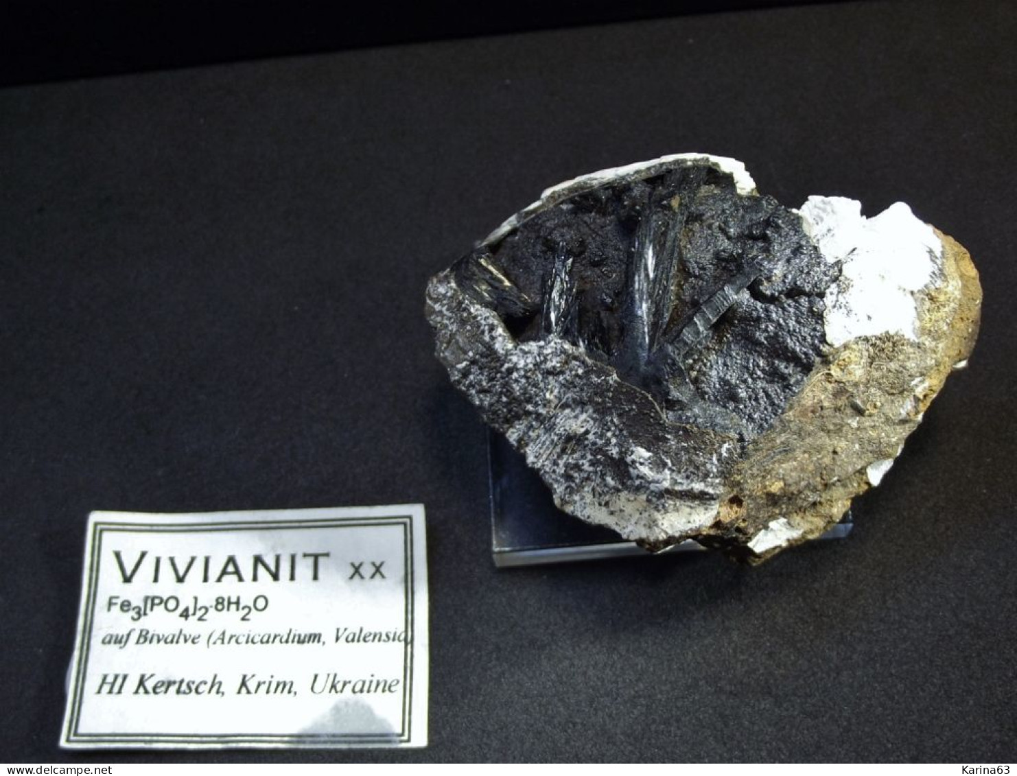 Vivianite Var. Kerchenite On Mollusk Fossil ( 6 X 4 X 3 Cm ) - Kerch - Crimea Peninsula, Crimea Oblast', Ukraine. - Mineralen