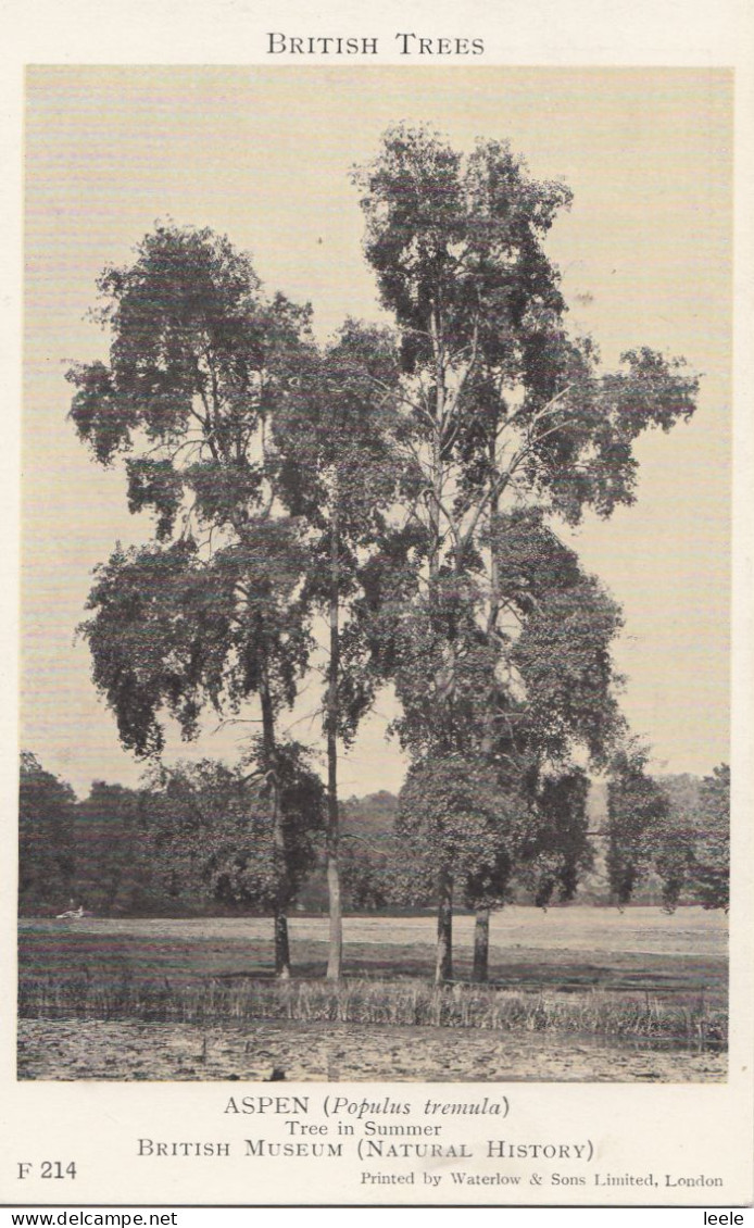 C88. Vintage Postcard. British Trees. Aspen. Populus Tremula - Autres & Non Classés