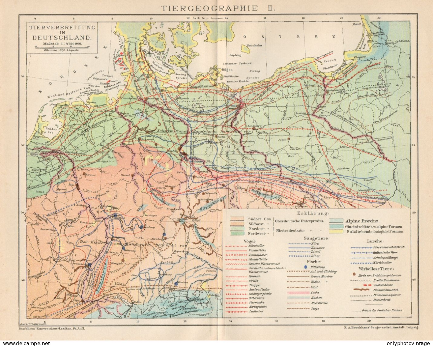 B6301 Germany - Animal Spread - Carta Geografica Antica Del 1903 - Old Map - Mapas Geográficas