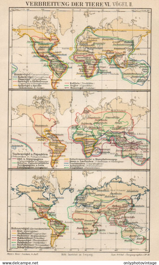 B6172 Diffusione Degli Animali VI - Carta Geografica Antica Del 1891 - Old Map - Cartes Géographiques