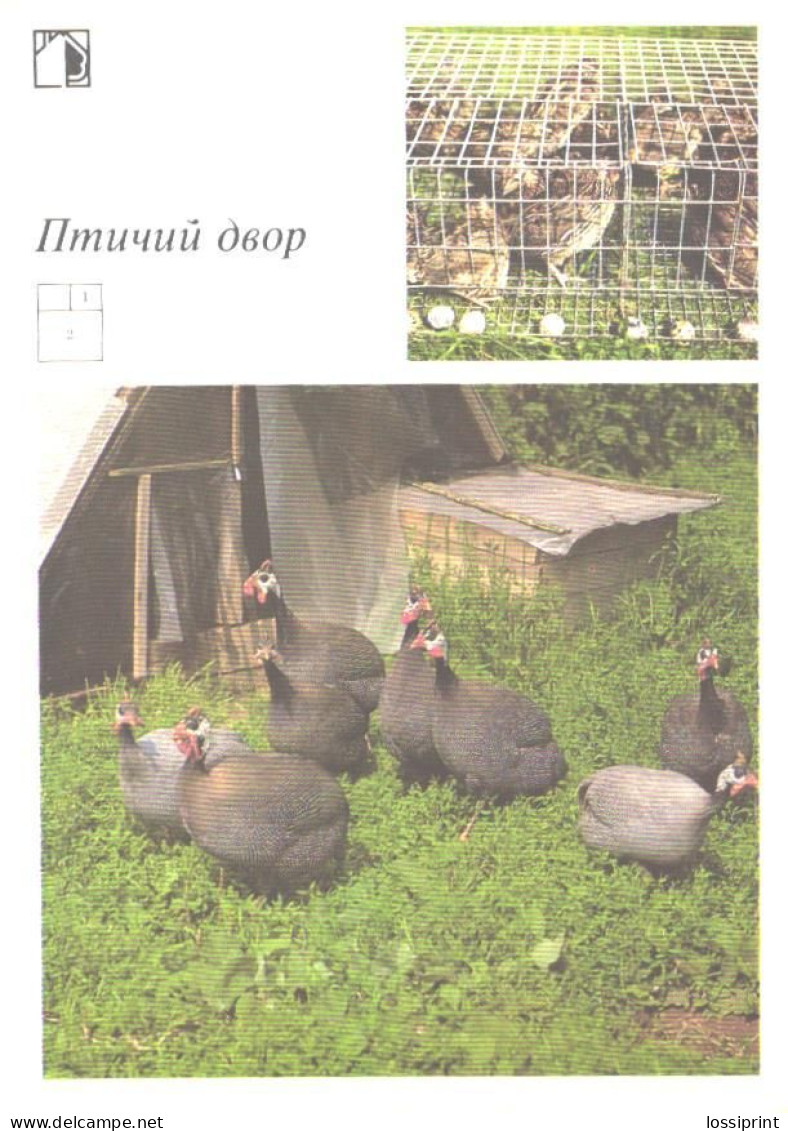 Birds, Turkeys, 1989 - Vogels