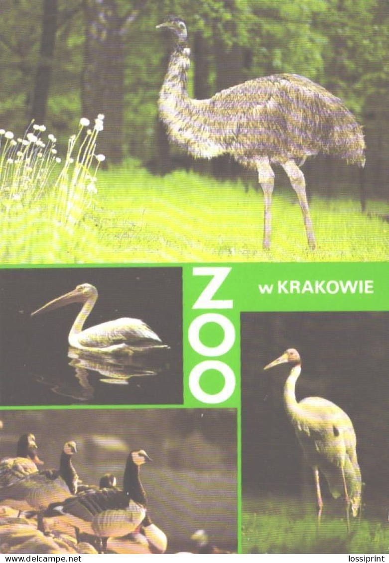 Birds, Krakow Zoo, Emu, Dromaius Novahollandiae, Pelican, Pelecanus Onocrotalus, Grus Sntigonae, Branta Leucopsis - Birds