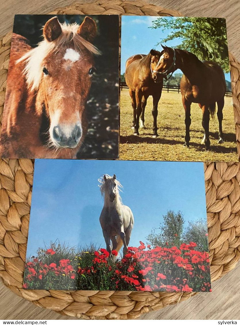 Lot Of 3 Postcards Horse,Pferd Postkarten - Cavalli