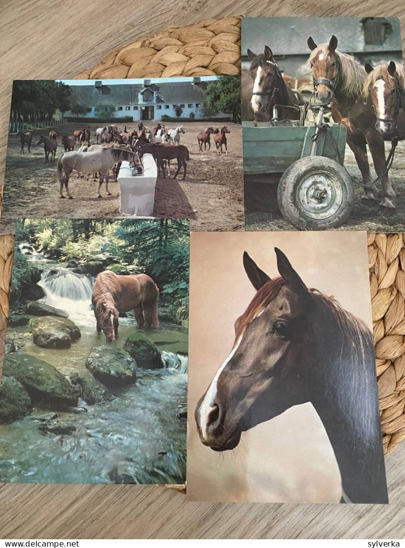 Lot Of 4 Postcards Horse,Pferd Postkarten - Paarden