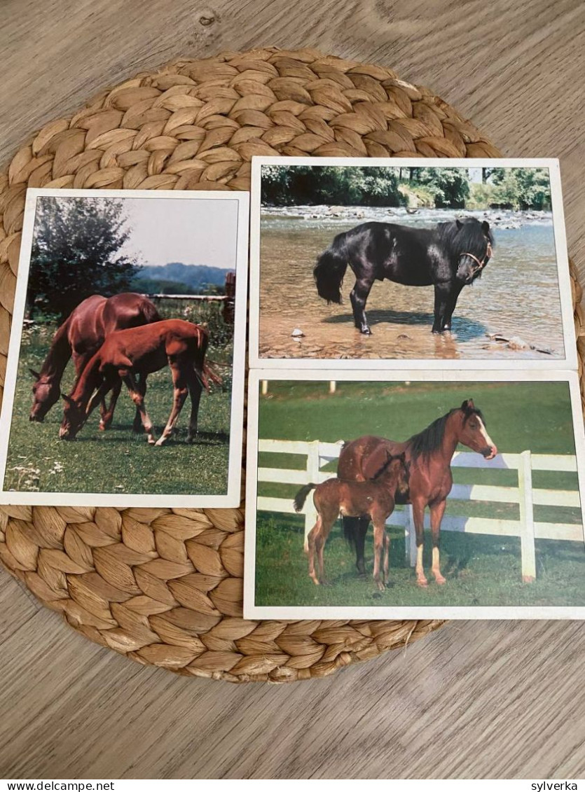 Lot Of 3 Postcards Horse,Pferd Postkarten - Paarden
