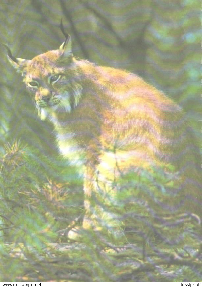 Lynx, 1986 - Autres & Non Classés