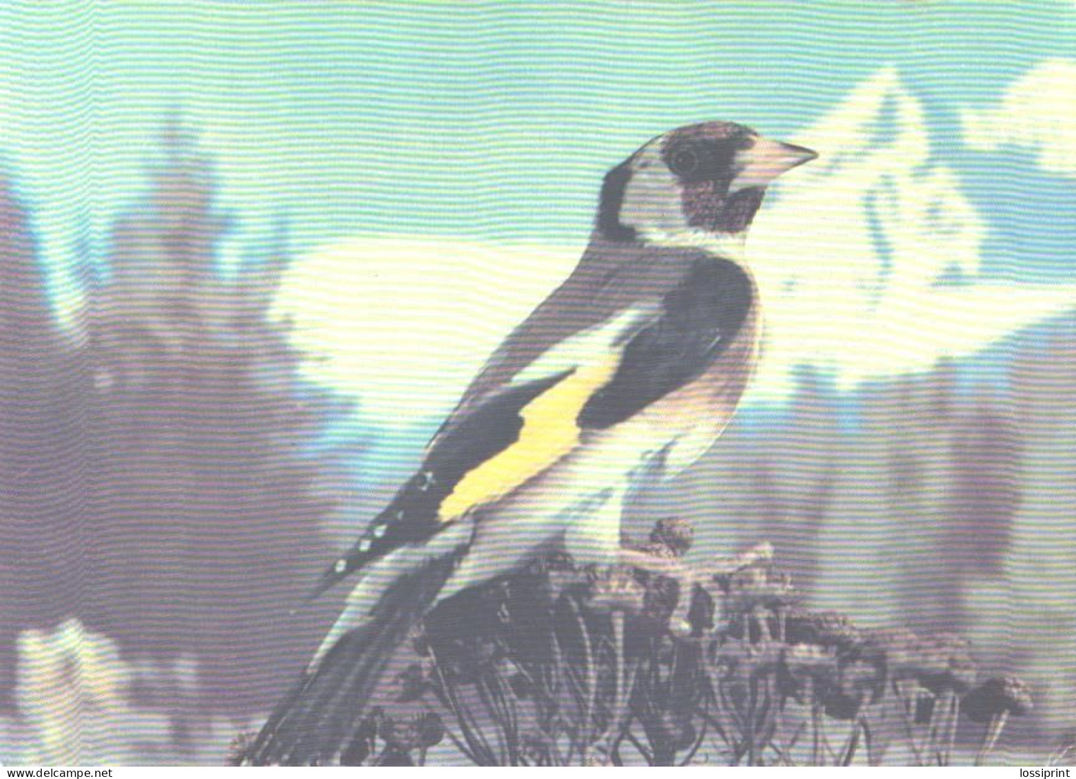 Bird, Goldfinch, 1985 - Oiseaux