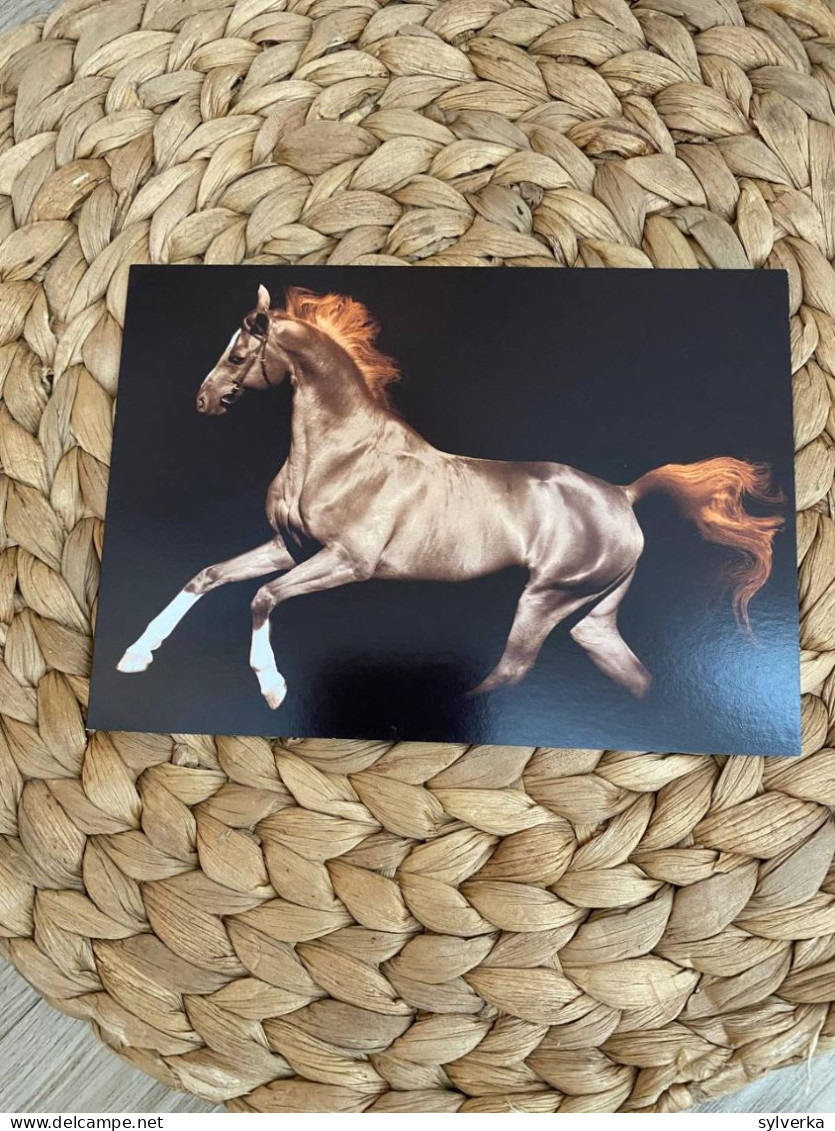 Pferd Postkarte Germany - Cavalli