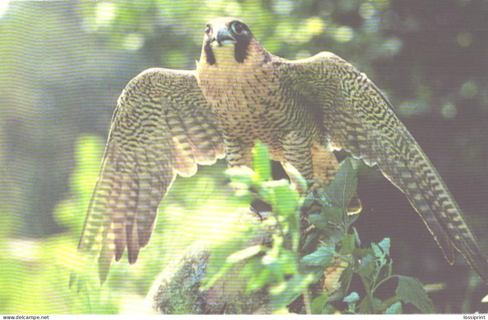 Bird, Falcon, 1985 - Vogels