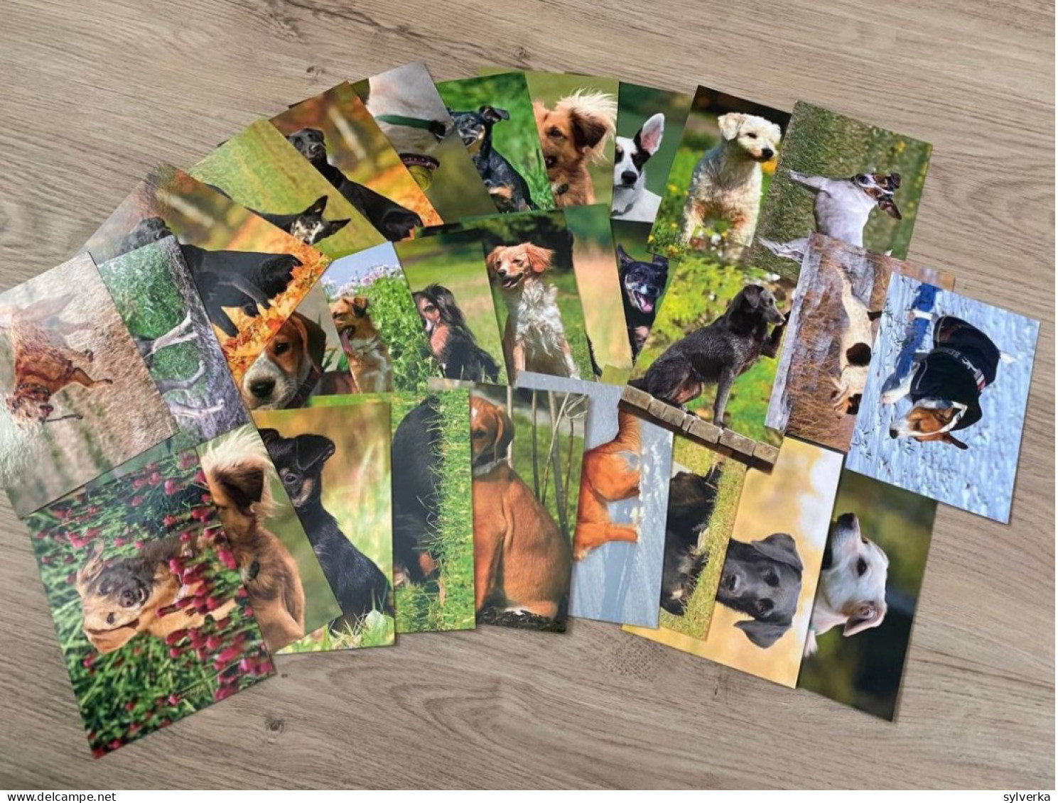 29x Hunde Postkarte Chien Arpa - Chiens