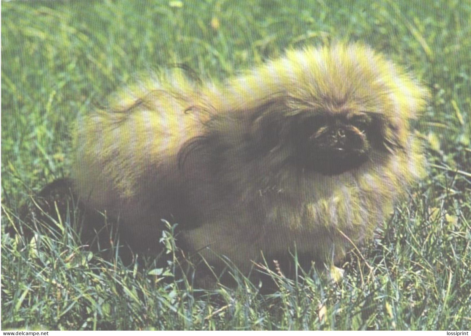 Dog, Pekingese - Perros