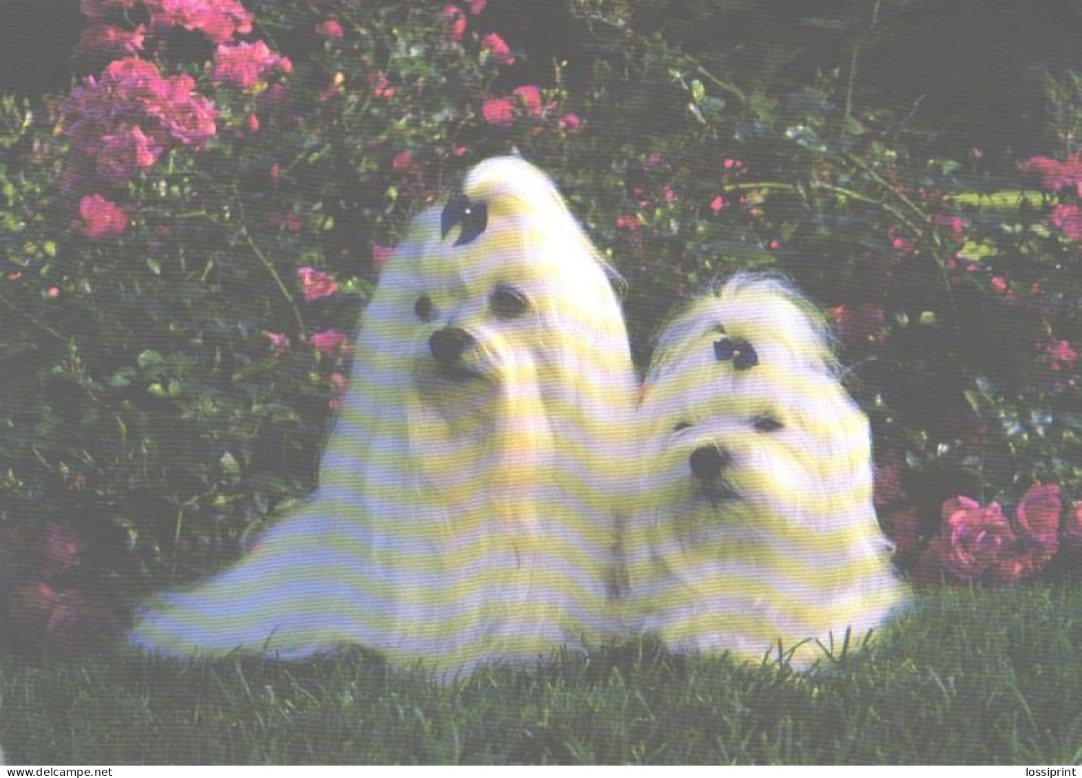 Dog, 2 White Dogs On Grass - Chiens