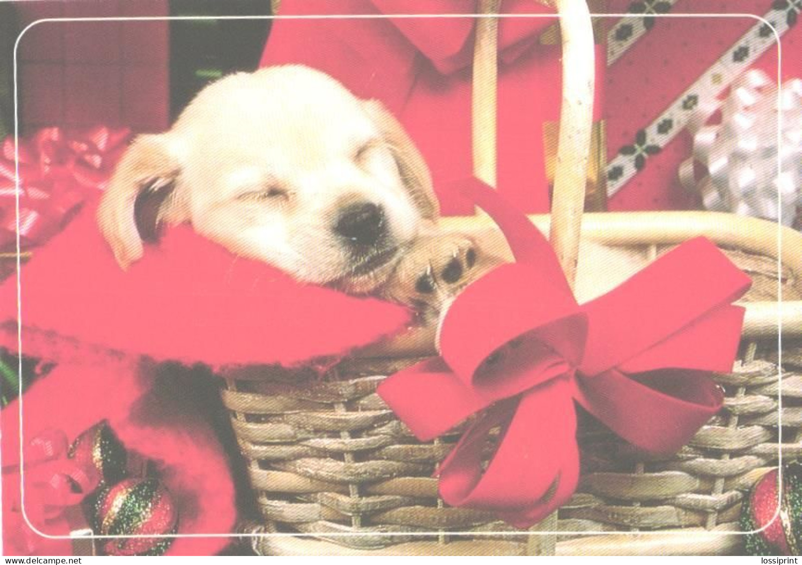 Dog, Sleeping White Puppy In Basket - Chiens