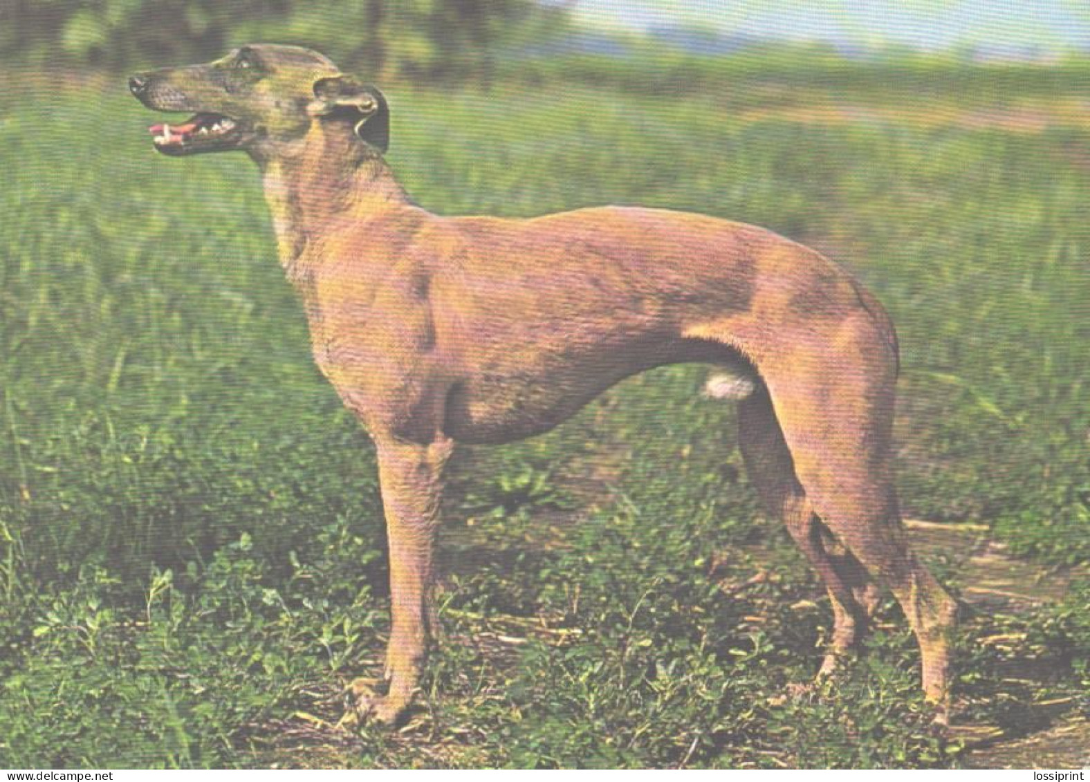 Dog, Greyhound - Perros