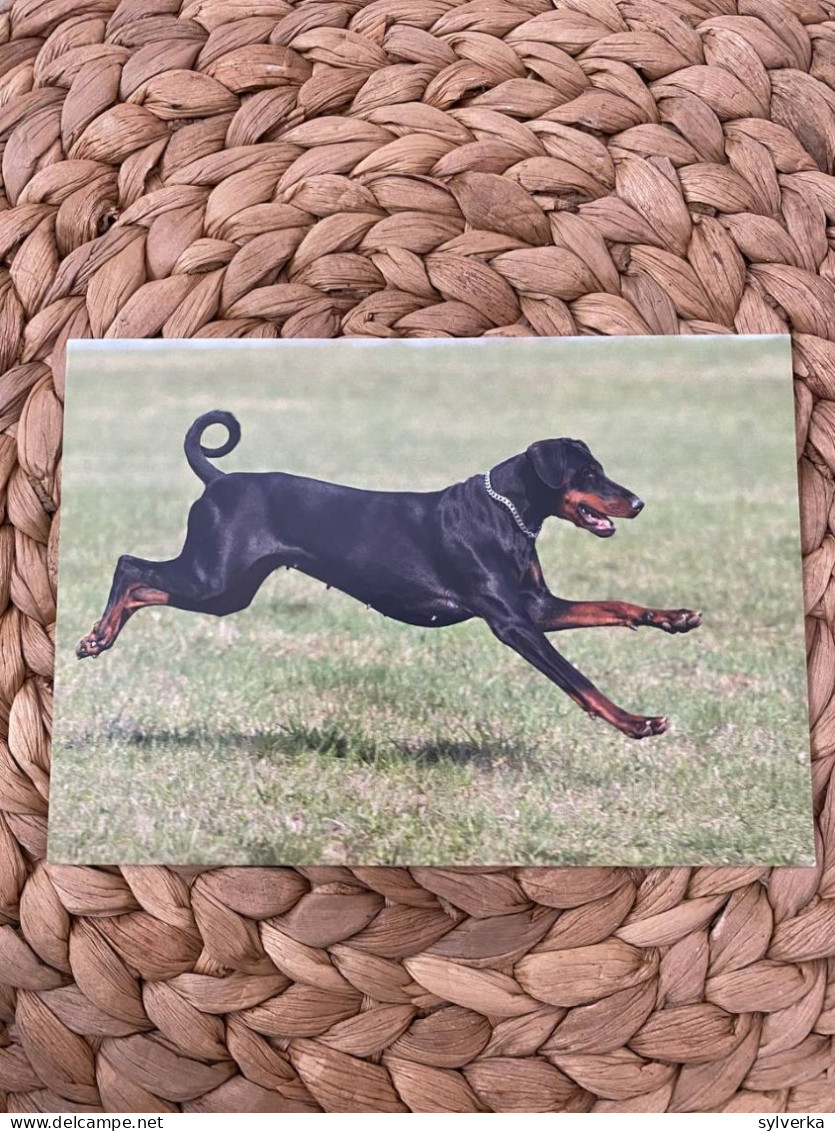 Hund Dog Chien Dobermann Postkarte Postcard - Perros