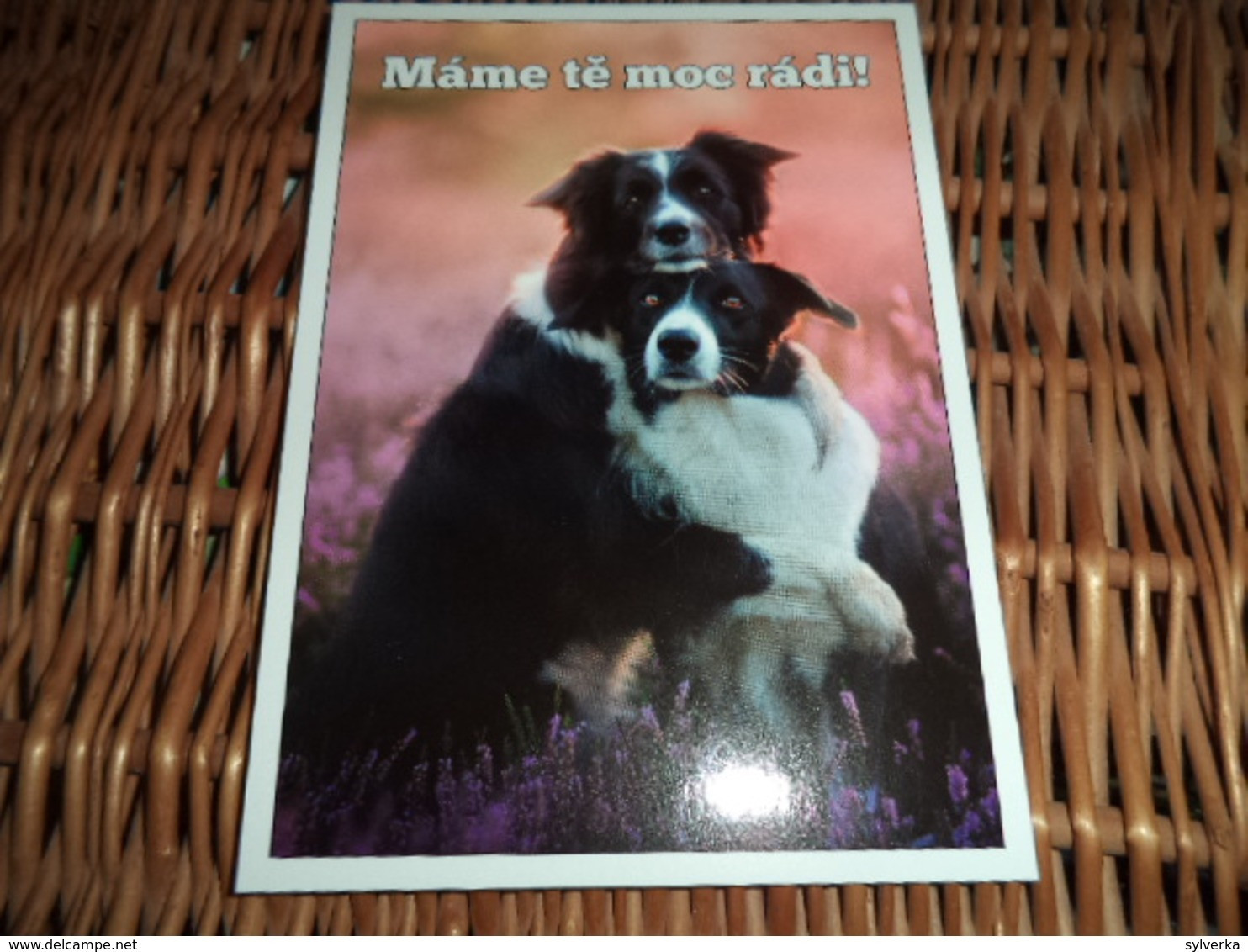 Hunde Postkarte Chien Border Collie - Perros