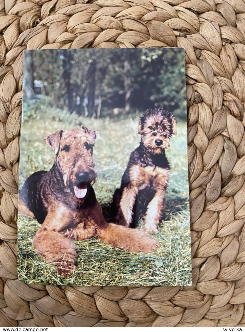 Hund Dog Chien Airedale Terrier Postkarte Postcard - Chiens