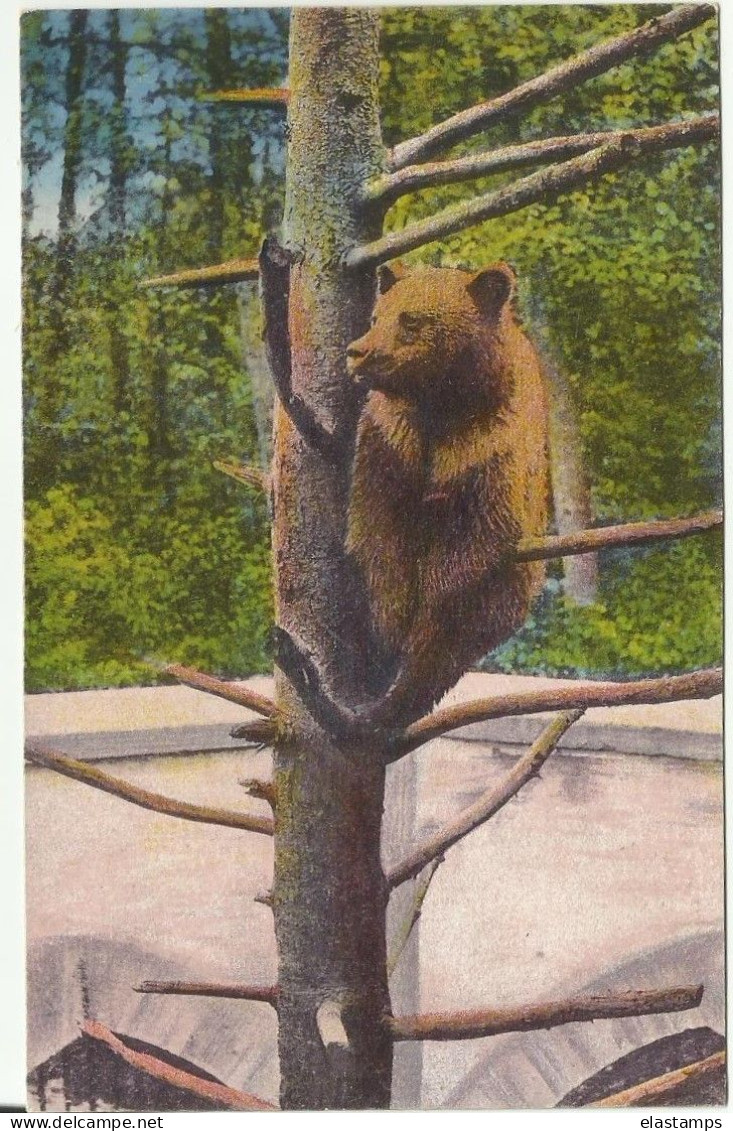 AK CH1921 Zoo BASEL - Bears