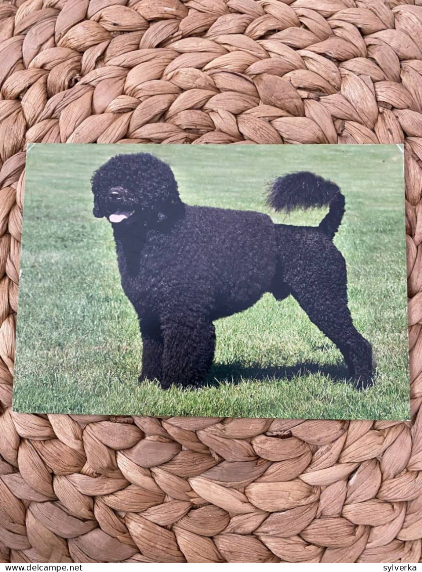 Hund Dog  Chien Irish Water Spaniel Postkarte - Chiens