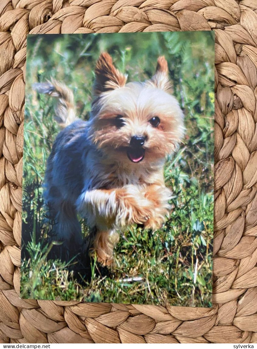 Hund Dog Chien Yorkshirre Terrier ,Yorkshire Terrier Postkarte - Hunde