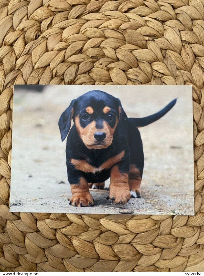 Hund Dog Postkarte Dachshund Dackel Teckel - Chiens