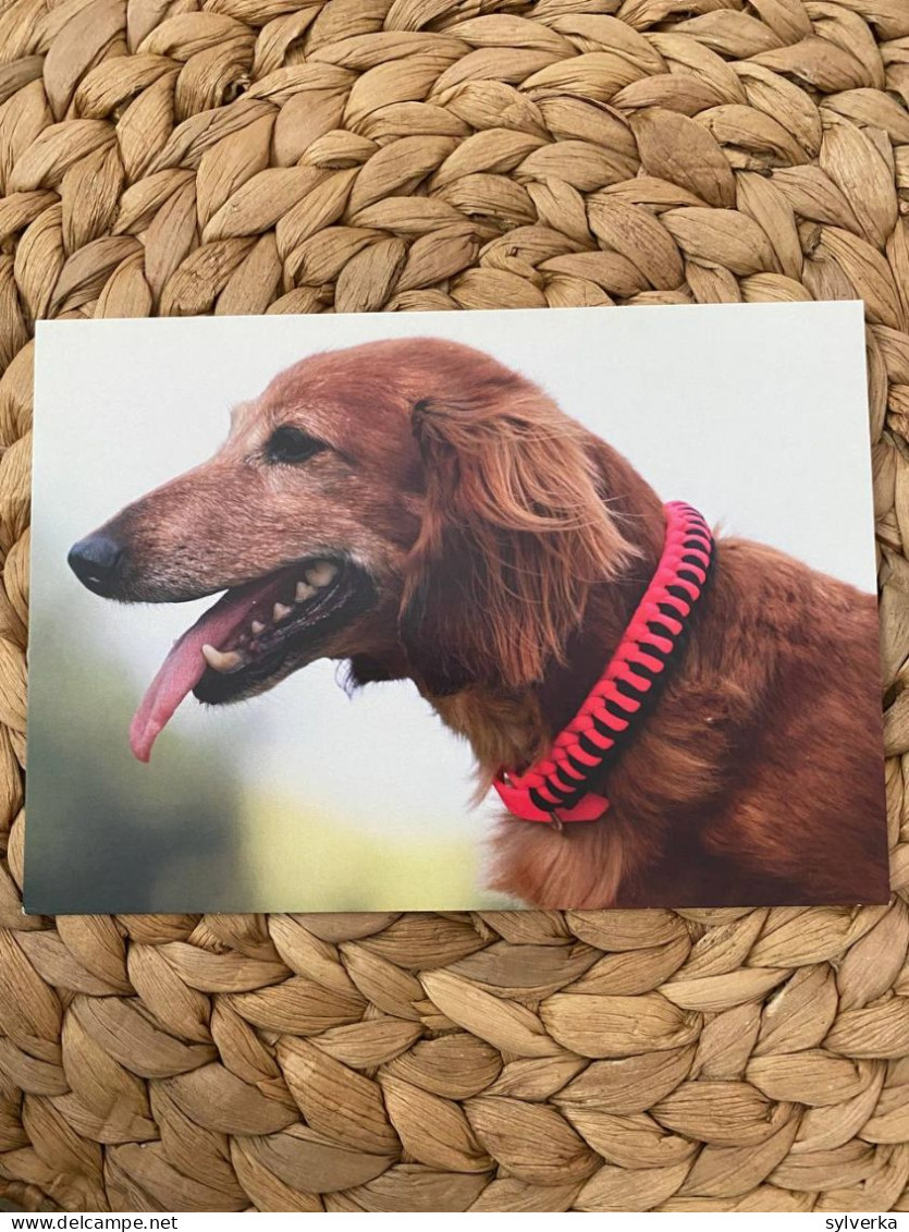 Hund Dog Postkarte Dachshund Dackel Teckel - Chiens