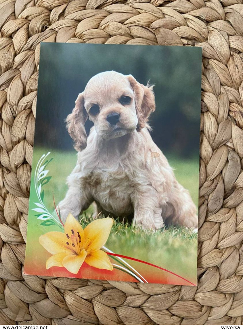 Hund Dog Chien Cocker Spaniel Postkarte Postcard - Chiens