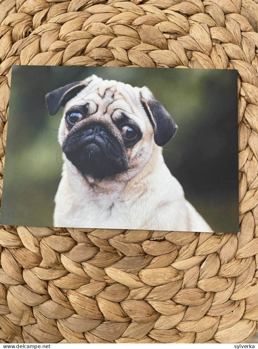 Hund Dog Chien MOps,Pug Postkarte Postcard - Chiens