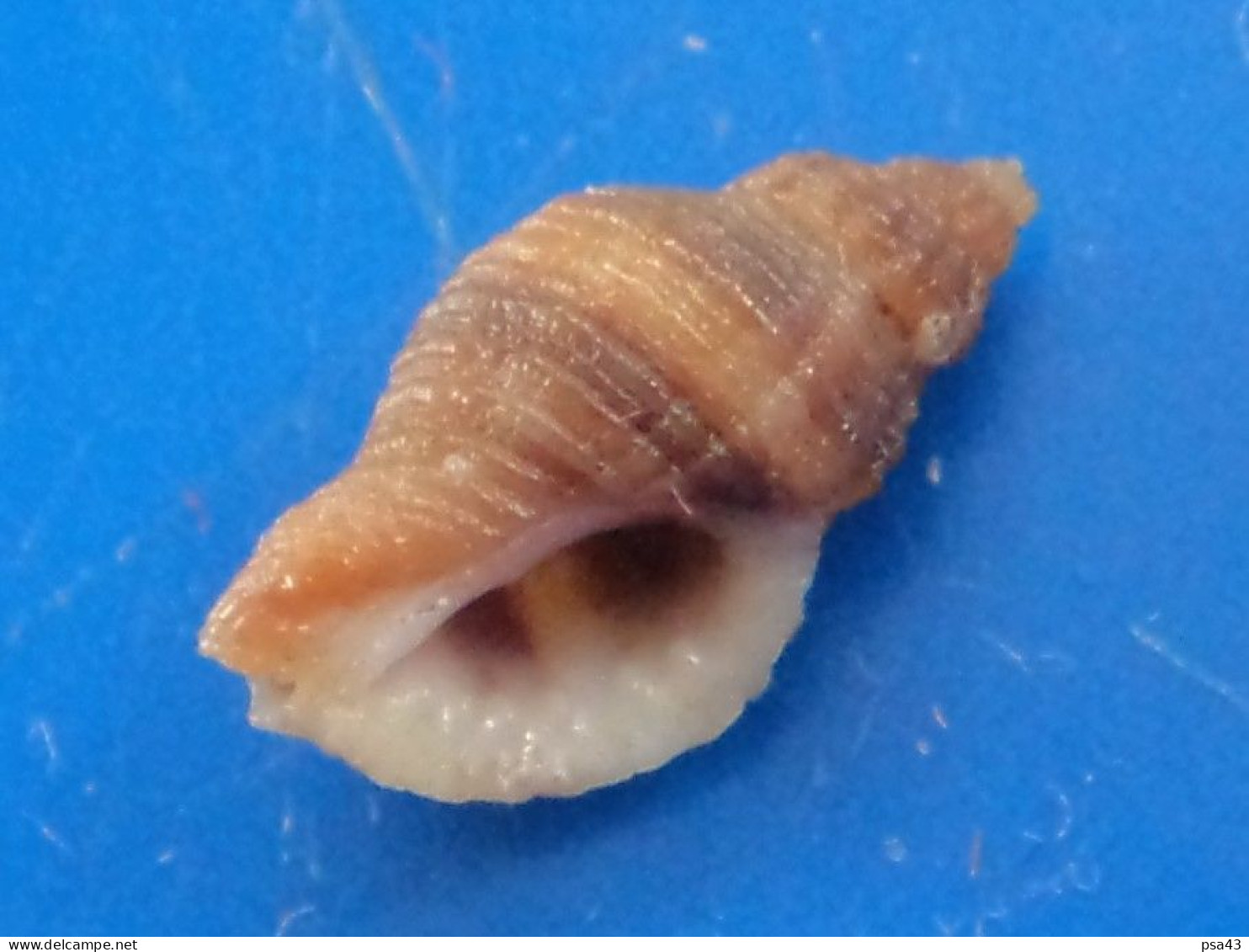 Ocenebra Edwardsi Atlantique 11,6mm GEM N1 - Seashells & Snail-shells