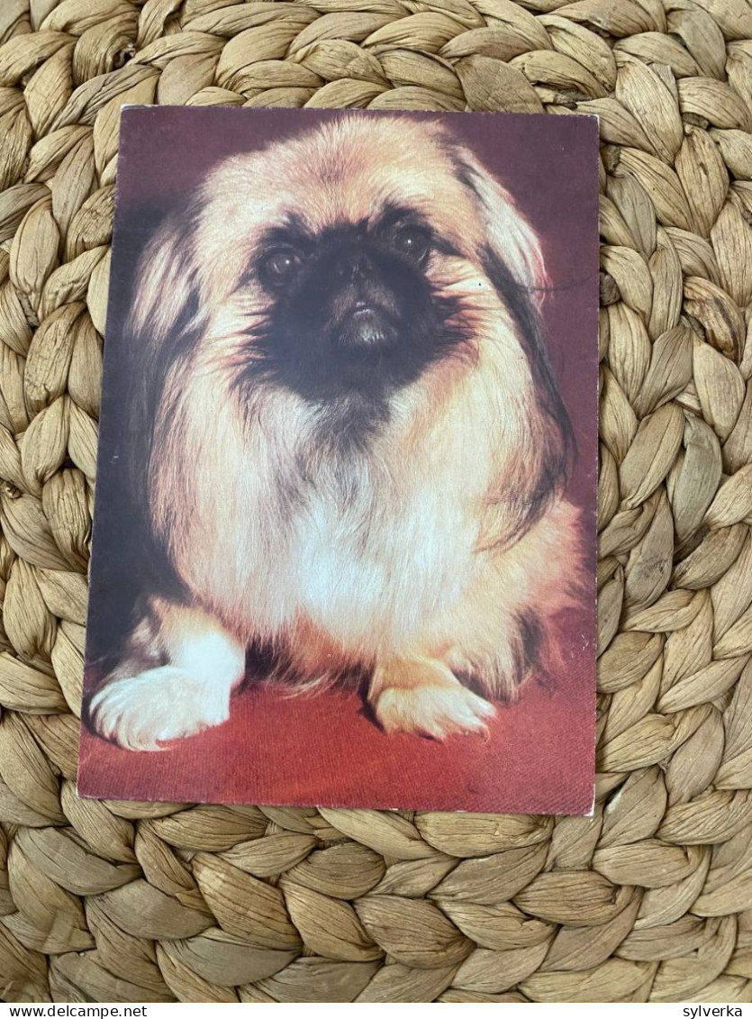 Hund Dog Chien Pekinois,Pekineser,Pechinese Postkarte Postcard - Chiens