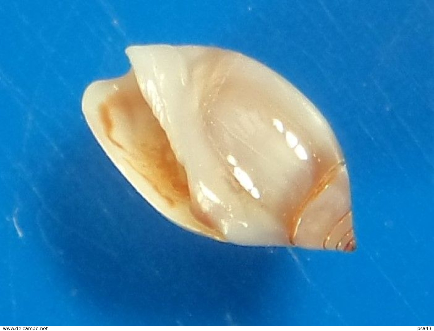 Olivella Minuta Martinique (Anses D'Arlet) 6,9mm GEM N2 - Seashells & Snail-shells