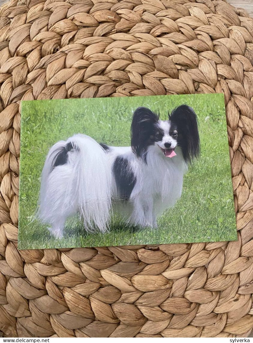 Hund Dog Chien Papillon Postkarten Postcards - Chiens
