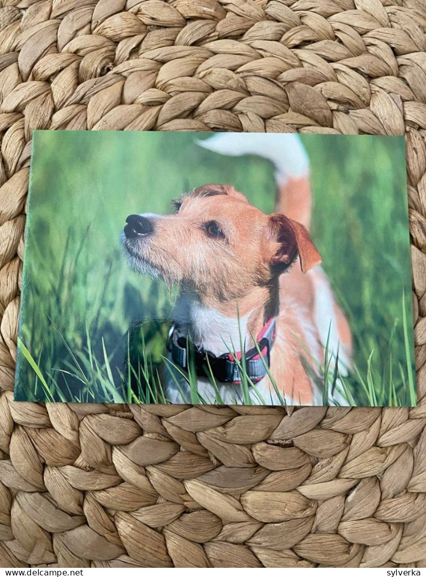 Hund Dog Chien Jack Russel Terrier Postcard Postkarte - Chiens