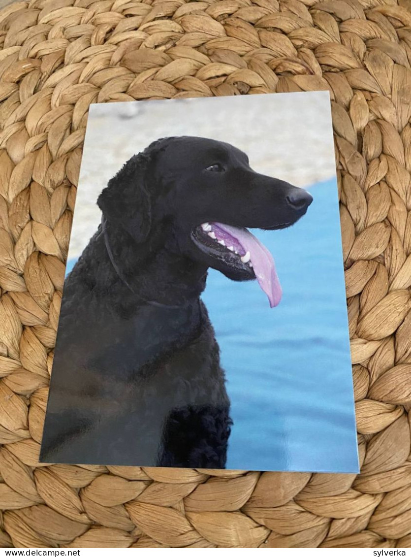 Hund Dog Curly Coated Retriever Postkarte - Chiens