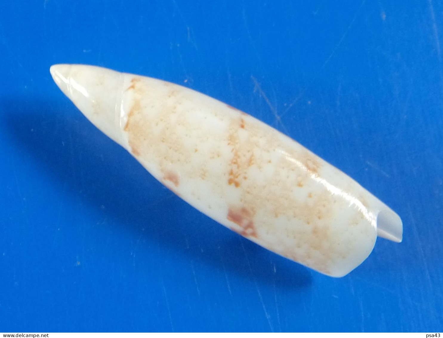 Terebellum Terebellum Australie 37,2mm GEM - Schelpen