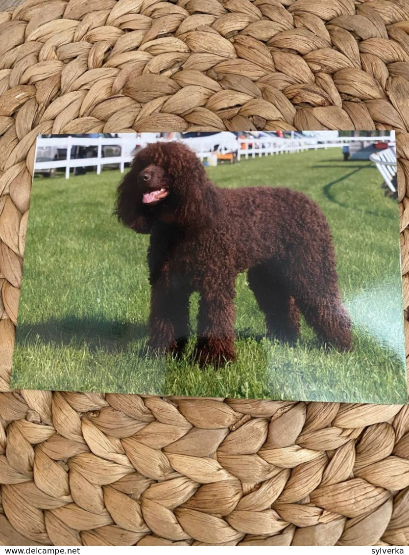 Hund Dog  Chien Irish Water Spaniel Postkarte - Chiens