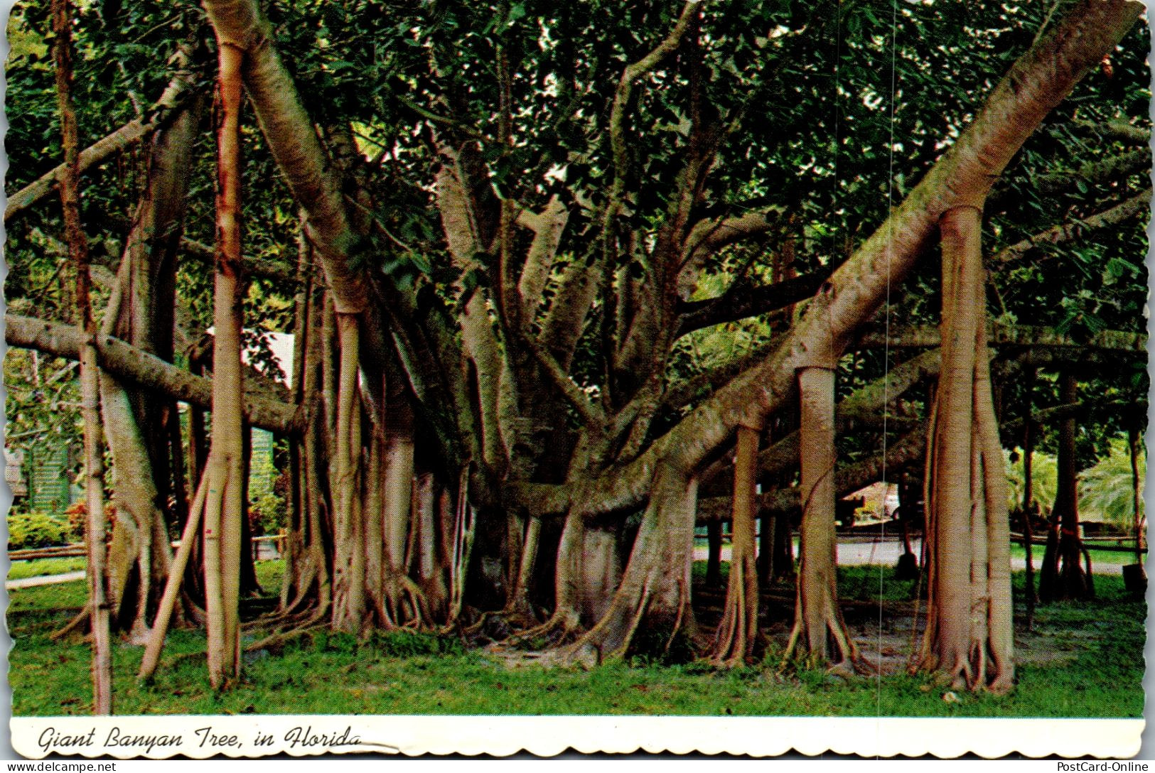 49863 - USA - Florida , Giant Banyan Tree - Gelaufen  - Other & Unclassified