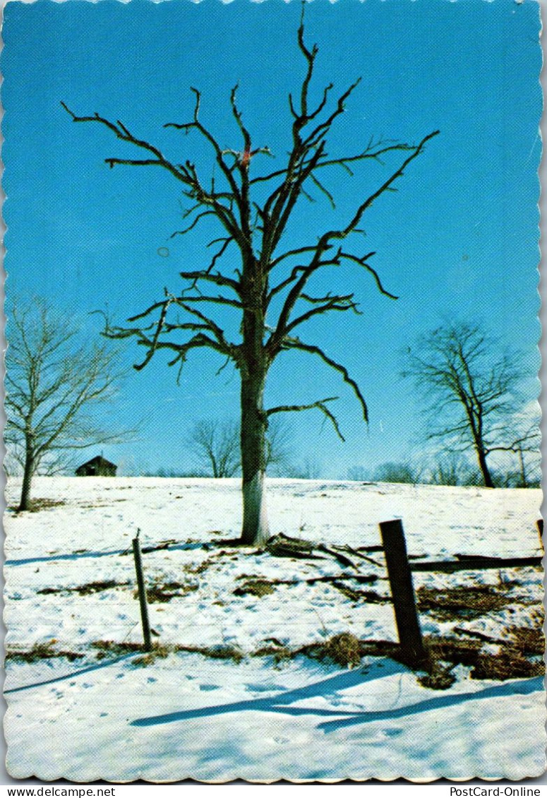 49813 - USA - Cave Springs , Arkansas , Winter Tree - Gelaufen 1981 - Sonstige & Ohne Zuordnung