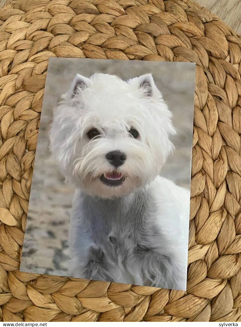 Hund Dog Chien West Highland White Terrier Postkarte - Chiens