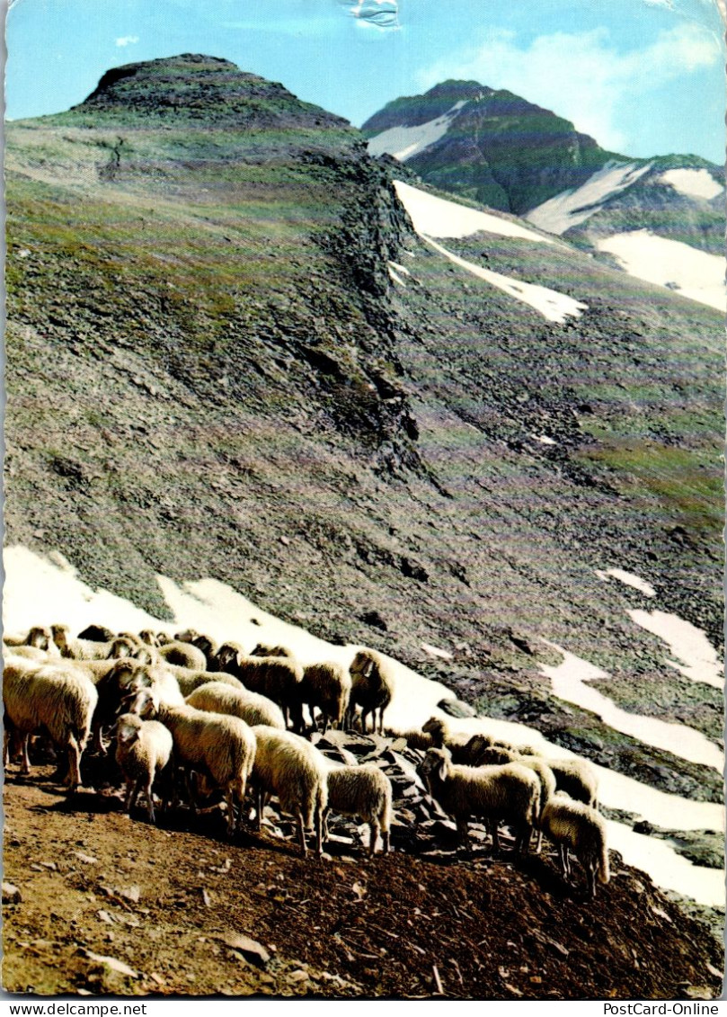 49700 - Kärnten - Mallnitz , Bergschafe Am Aufstieg Zum Ankogel - Gelaufen 1973 - Mallnitz