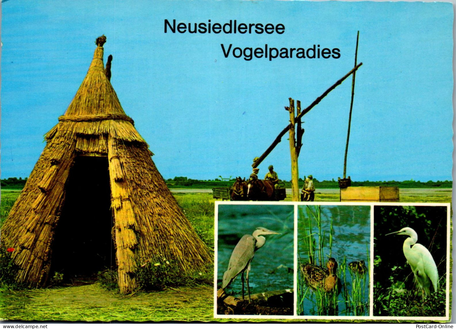 49662 - Burgenland - Neusiedlersee , Vogelparadies - Gelaufen 1984 - Neusiedlerseeorte