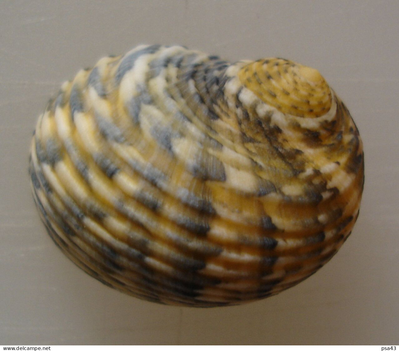 Nerita Peloronta De Guadeloupe, XXL  35mm !! WO, GEM Del 7 - Seashells & Snail-shells
