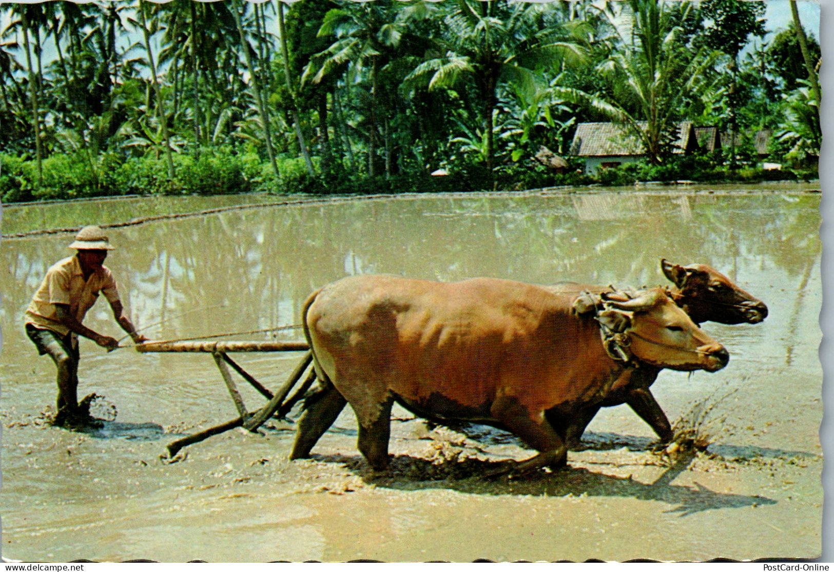 50032 - Indonesien - Bali , Farmer Ploughing The Field - Gelaufen 1980 - Indonesia